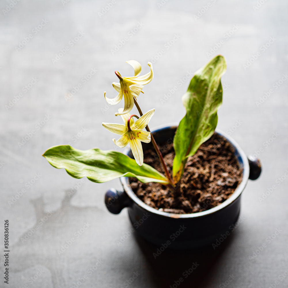 Erythronium sibiricum in the pot Erythronium sibiricum in the pot