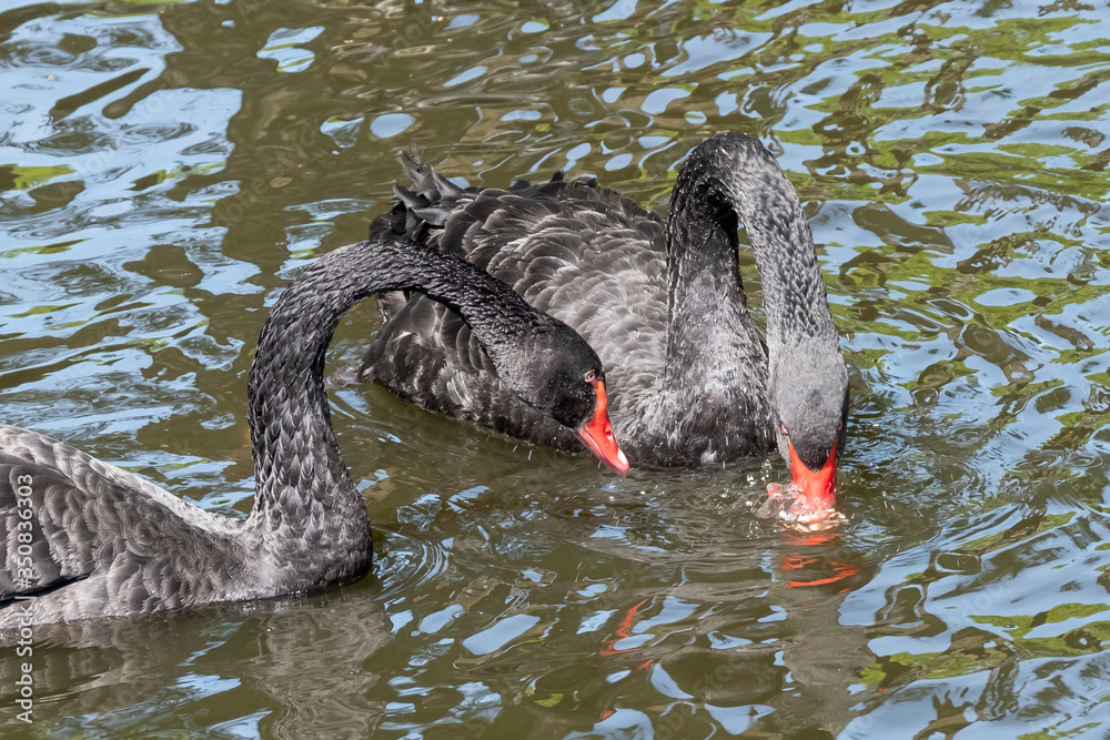 Fototapeta premium Two black swans with red beaks swim in a pond. One swan has its beak in the water. The sun shines on the feathers