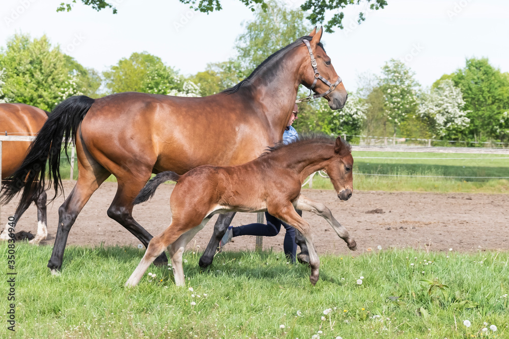 Little brown foal, runs next to the mother, one week old, during the day with a countryside landscape Little brown foal, runs next to the mother, one week old, during the day with a countryside landscape