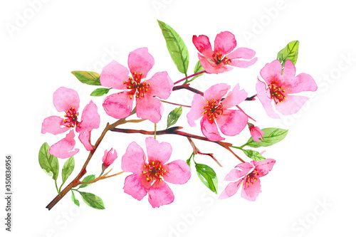 Watercolor cherry blossom flower wreath. Sakura beautiful spring floral art. Colorful illustration isolated on white background