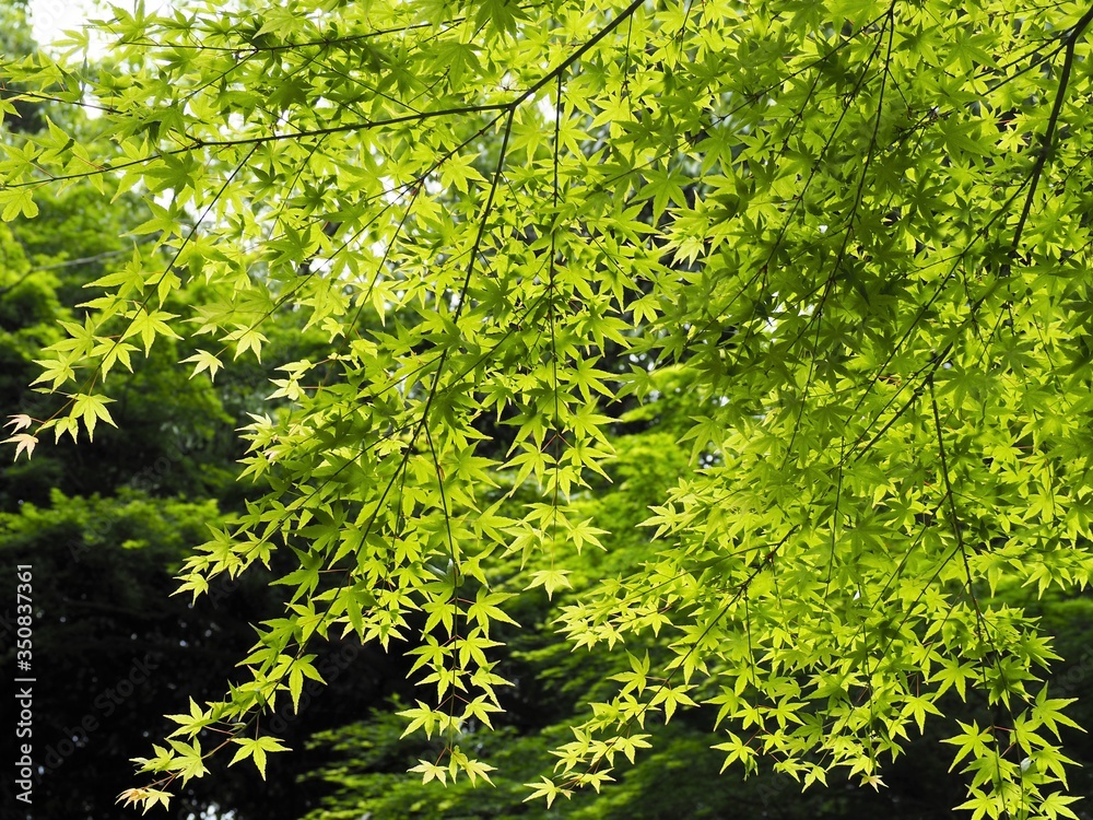 新緑のもみじの葉