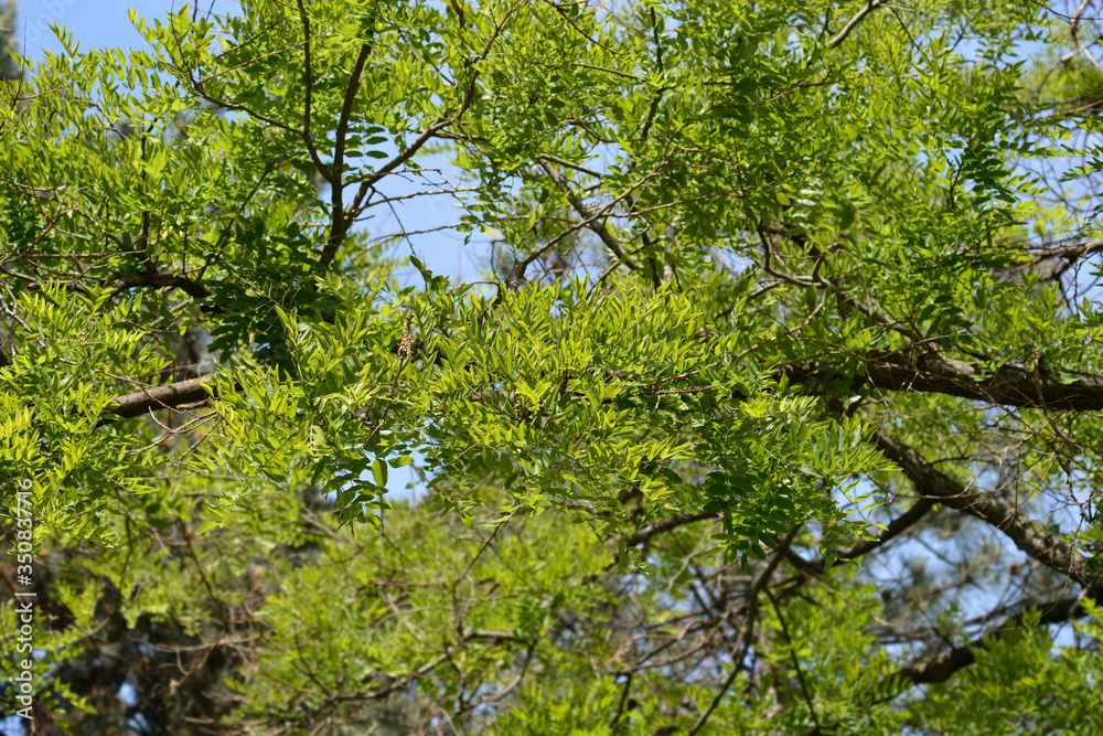 Fototapeta premium Japanese pagoda tree