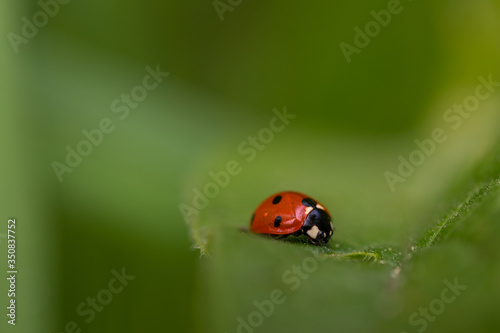 Macro photo of Ladybug in the green grass with bokeh effect. Nature in spring concept with bugs in the insects world © KimWillems