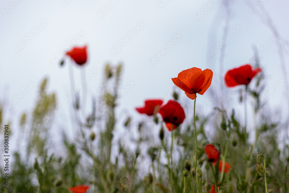 Obraz premium field of red poppy flowers with a soft bokeh background