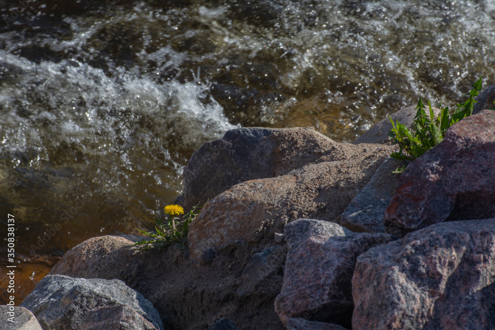 Dandelion grows among the stones on the banks of the river Dandelion grows among the stones on the banks of the river
