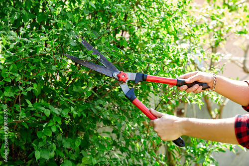 Man hands cuts branches of bushes with hand pruning scissors.