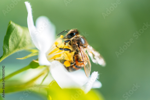 Foto Wild bee collects nectar from blooming flowers in the open air on a sunny day, p
