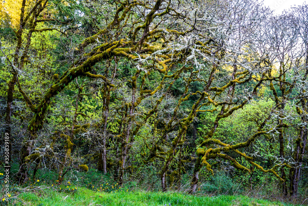 Bizarrely curved branches of trees covered with a thick layer of moss in the wild forest