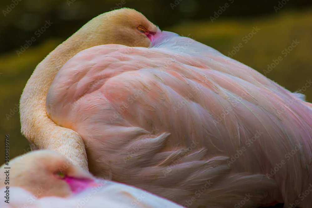 Fototapeta premium Pink flamingos