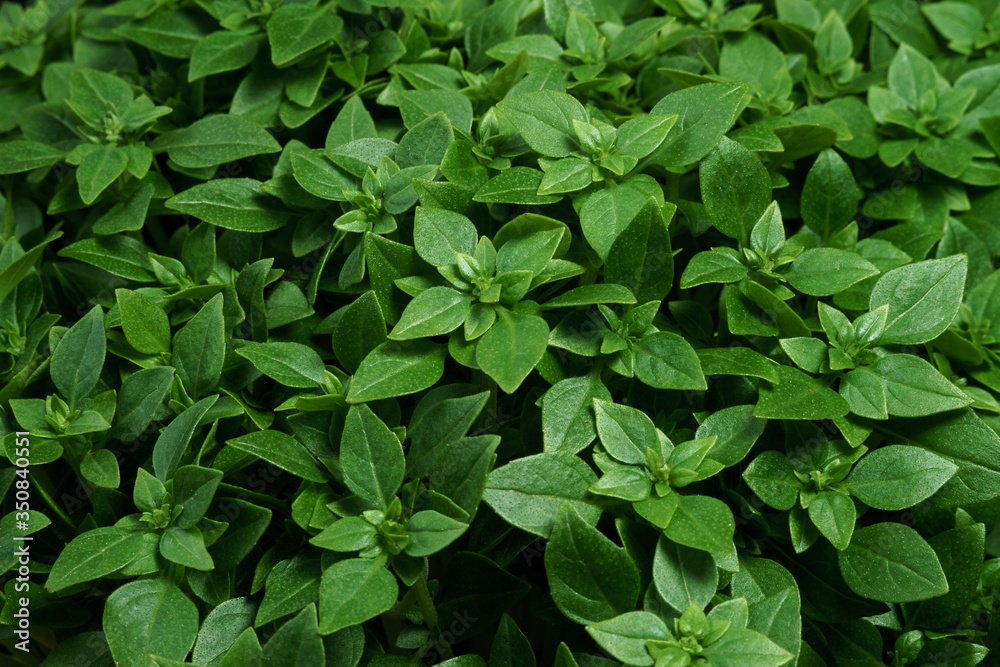 Green basil leaves close-up in full screen Green basil leaves close-up in full screen