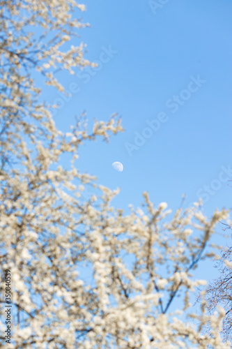 fresh bright spring branches of a pear tree, pear tree blooming against the blue sky © roxi06
