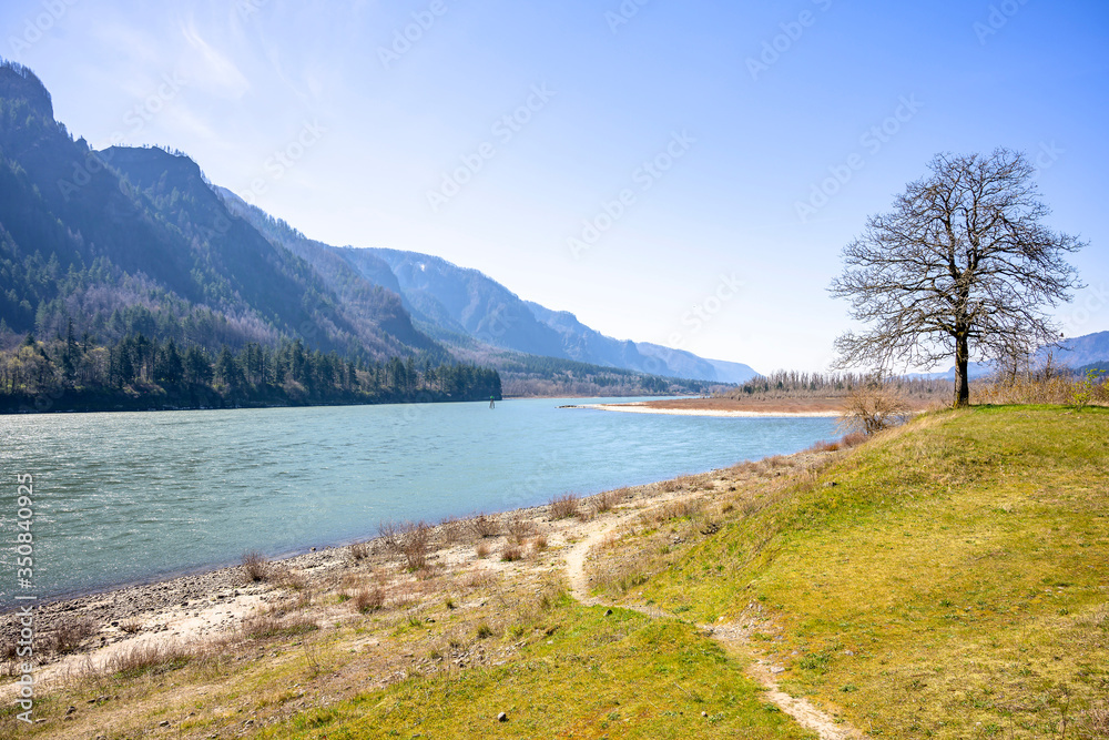 Landscape with a path on a hillside with a lonely tree on the banks of the Columbia River with a mountain range on the opposite bank