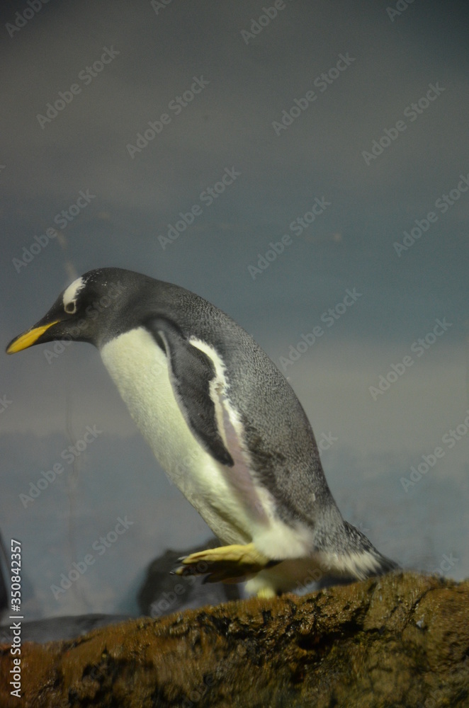 Naklejka premium Gentoo penguin (Pygoscelis papua), Frankfurt zoo