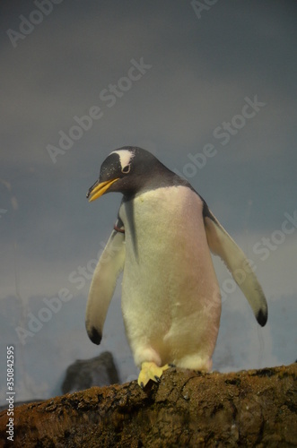 Gentoo penguin (Pygoscelis papua), Frankfurt zoo