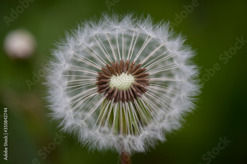 macro dente di leone