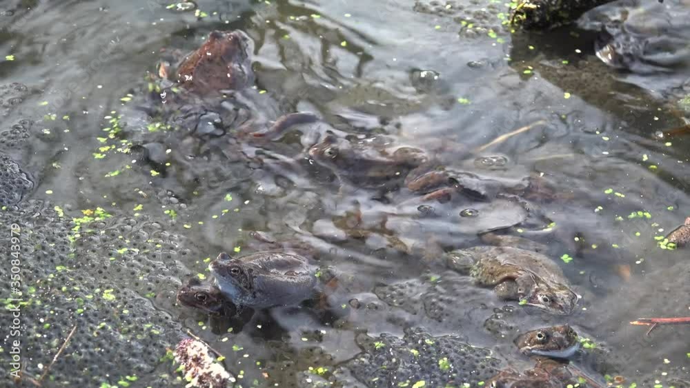 Frogs spawning in a spring pond. Frogs spawning in a spring pond.
