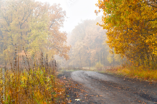 Morning autumn fog over a dry beautiful yellow-orange forest and forest country path. Autumn landscape with fog