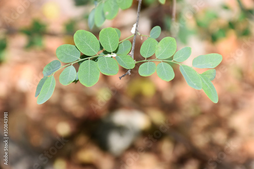 Pithecellobium leaves dulce on blurred background photo