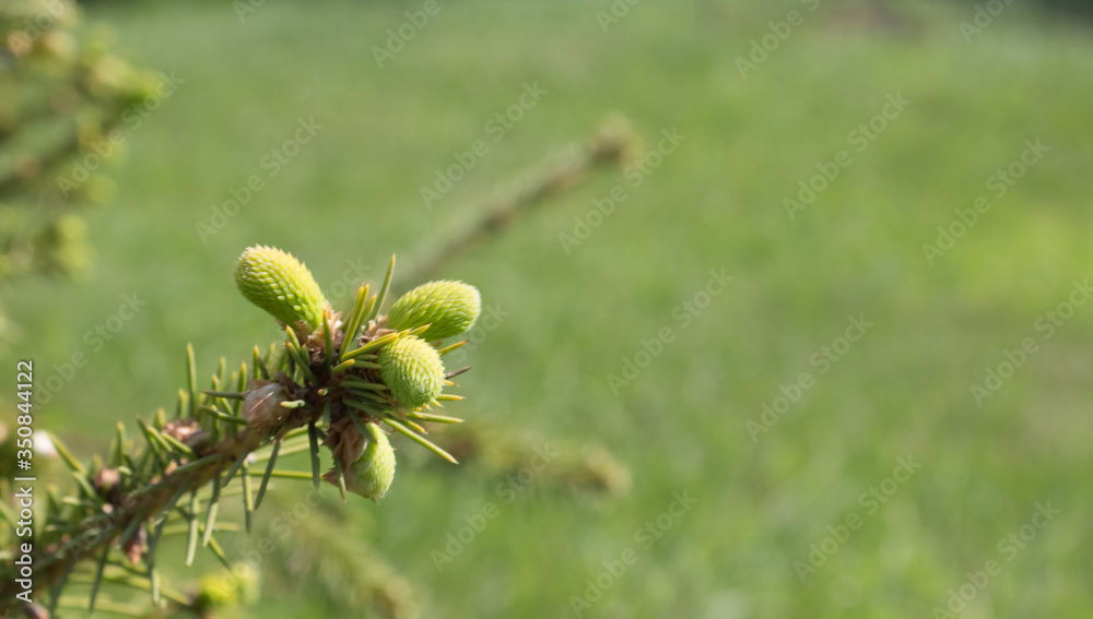 Young twigs of a Christmas tree in early spring. Closeup view of a bright green spruce tree branches and needles Young twigs of a Christmas tree in early spring. Closeup view of a bright green spruce tree branches and needles