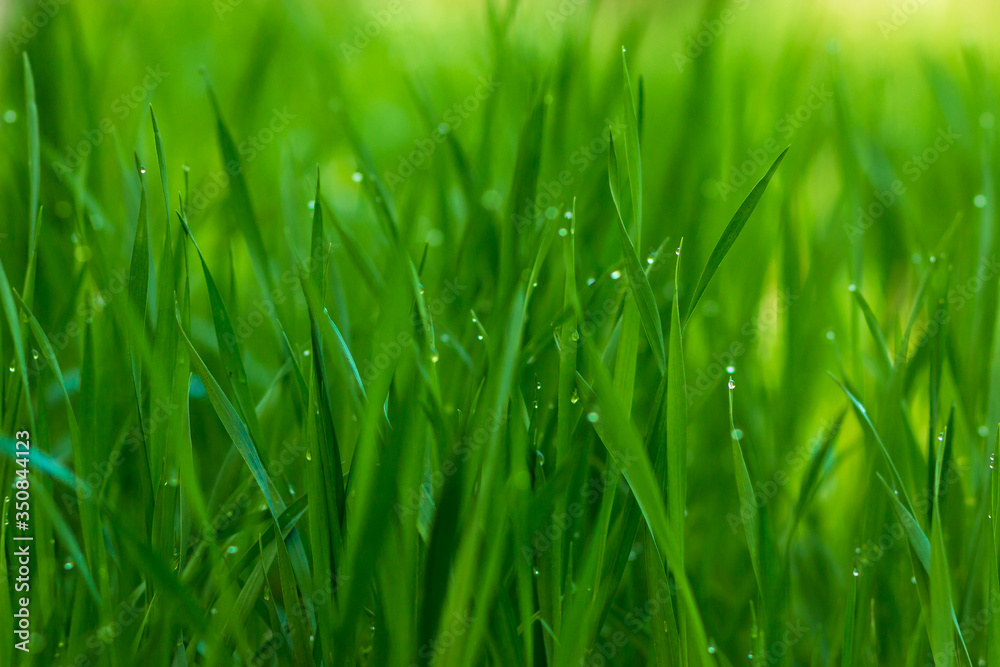 green grass with dew drops green grass with dew drops
