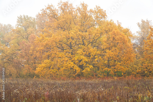 Old oak with yellow leaves in a mysterious autumn fog. Autumn landscape with fog