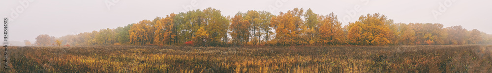 Panorama of the beautiful oak grove with yellow leaves in the morning autumn fog. Autumn landscape with fog Panorama of the beautiful oak grove with yellow leaves in the morning autumn fog. Autumn landscape with fog