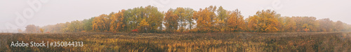 Panorama of the beautiful oak grove with yellow leaves in the morning autumn fog. Autumn landscape with fog