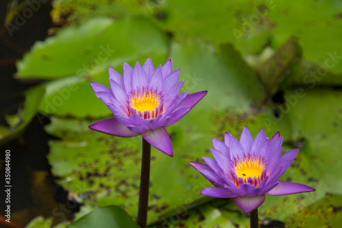 purple water lily