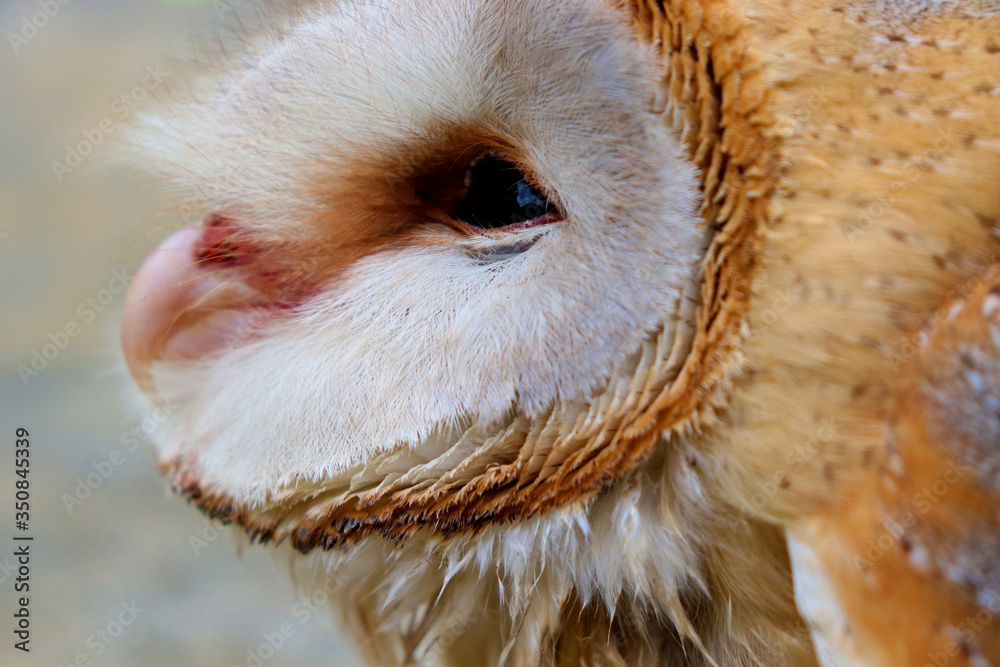 Obraz premium close up shot of barn owl face, owl face close up