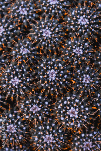 Orange, grün und violett farbene Kakteen im Fokus mit orangefarbenen Stacheln