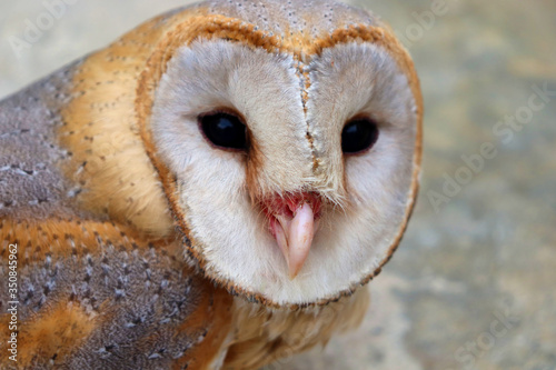 close up shot of barn owl face, owl face close up