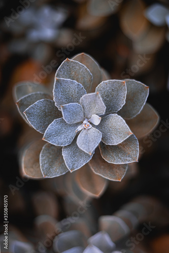 Fliederfarbene Blumen im Makro Fokus und schönem Bokeh