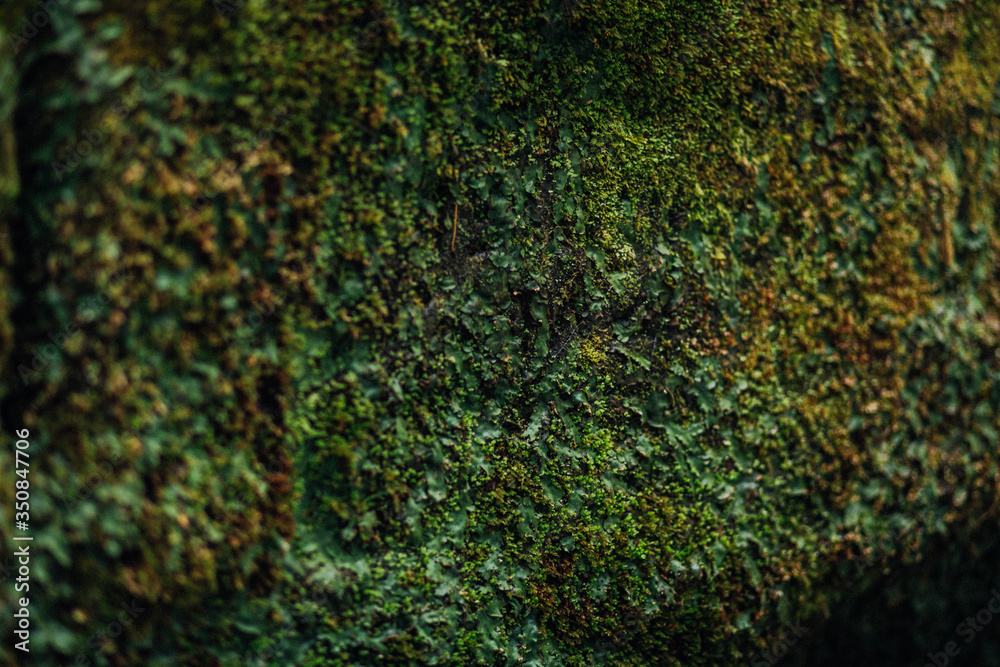 grass grass