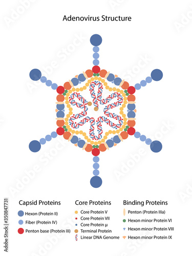 Adenovirus structure with corresponding designations. Microbiology. Virology. Medical vector illustration in flat style isolated over white background.