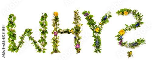 Flower, Branches And Blossom Letter Building English Word Why. White Isolated Background