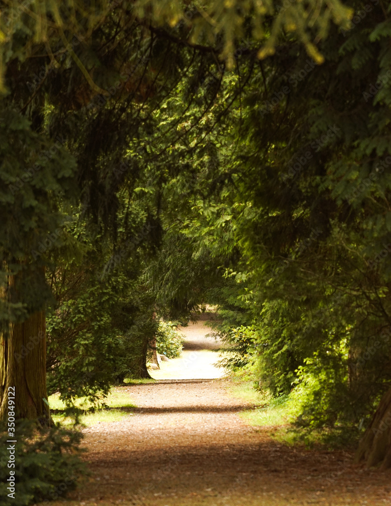 Obraz premium Drzewa