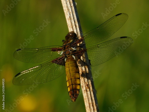 Femelle libellule déprimée (Libellula depressa) sur une branche dans mon jardin bio © GreenDarkness