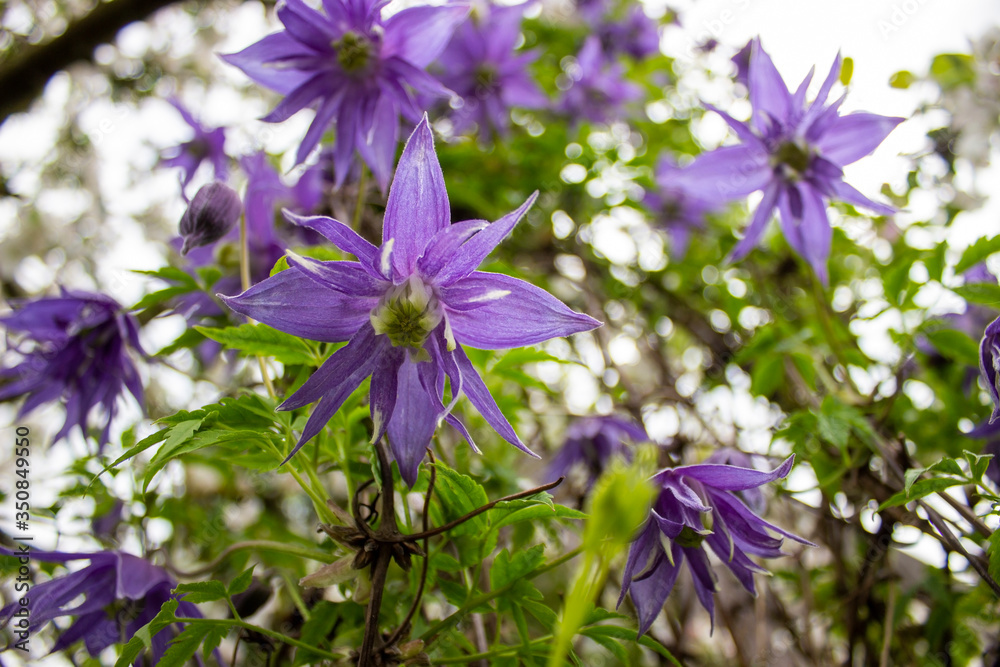 blue flowers grow on bushes. Bright blue and blue flowers against the sky. Clematis flowers