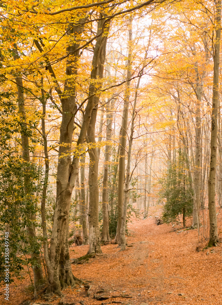 Fototapeta premium Autumn forest, Montseny