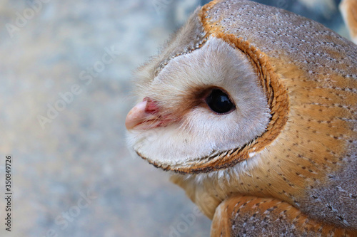 Fototapeta Naklejka Na Ścianę i Meble -  close up shot of barn owl face, owl face close up