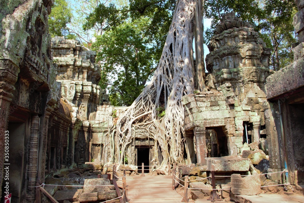 Fototapeta premium tree roots at ta prohm temple angkor wat siem reap cambodia. no tourists