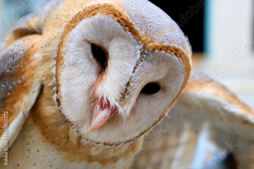 close up shot of barn owl face, owl face close up