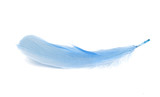 goose feather isolated