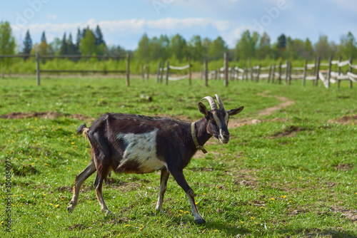 Horned piebald goat on the green grass in the paddock .