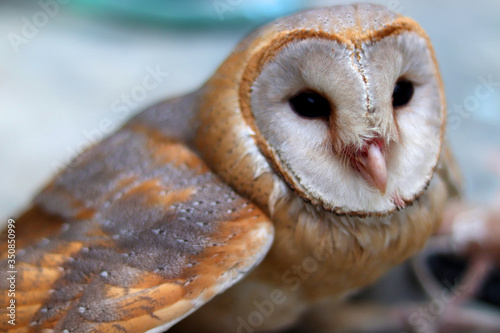 close up shot of barn owl face, owl face close up © Yasir