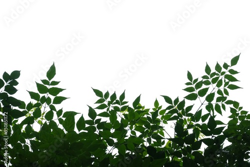 Tropical tree leaves with branches on white isolated background for green foliage backdrop and copy space 