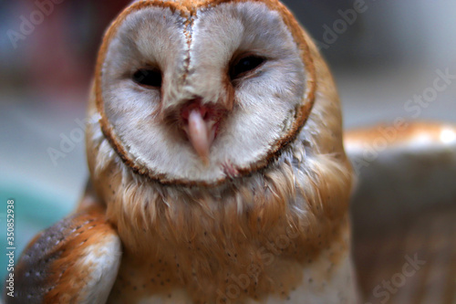 close up shot of barn owl face, owl face close up