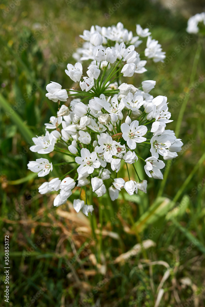 Fototapeta premium Allium neapolitanum
