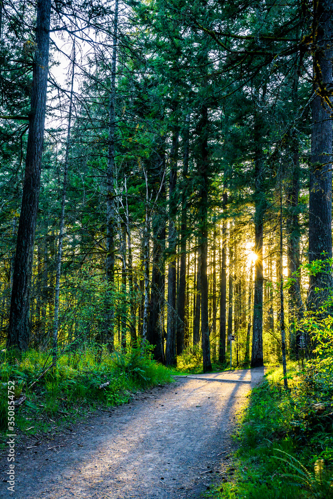 Fototapeta premium Path in the forest lit by the rays of the sun breaking through the trees