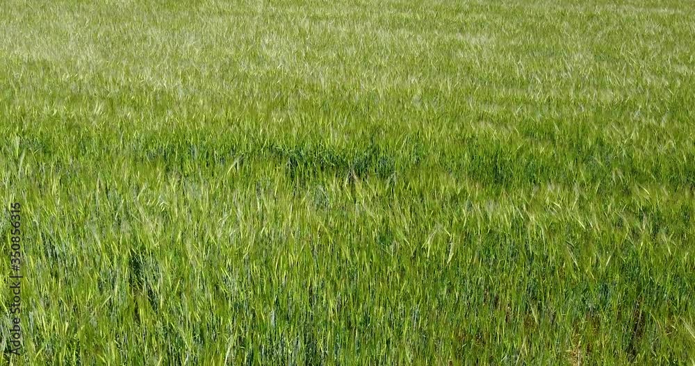 Fly over green wheat swaying in gentle breeze in enigmatic pattern. Pontassieve Tuscany Chianti hills area. Italy Fly over green wheat swaying in gentle breeze in enigmatic pattern. Pontassieve Tuscany Chianti hills area. Italy